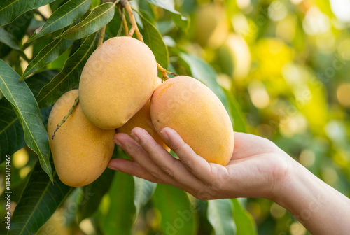 Ripe mangoes hanging from tree branch gently held by woman's hand with lush green leaves