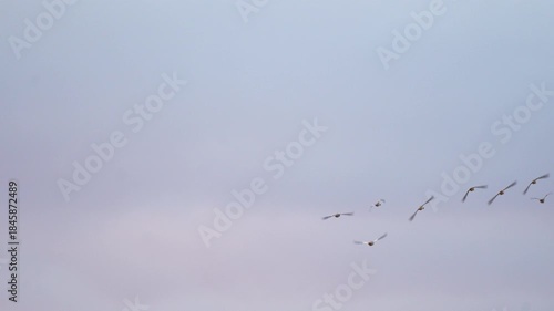 Wallpaper Mural a flock of common mergansers in the sky Torontodigital.ca