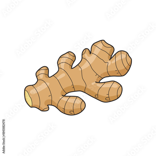 Fresh organic ginger root vegetable vector illustration icon in flat cartoon style isolated on white background