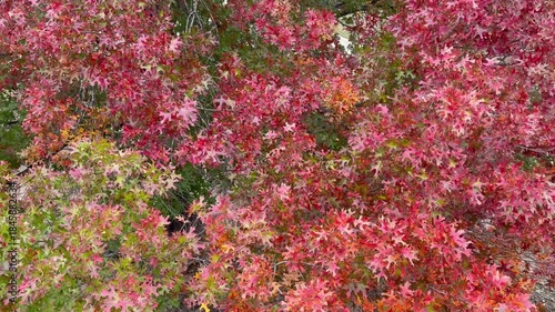 Fall Trees Background 