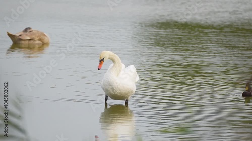 Wallpaper Mural a mute swan stands in the water Torontodigital.ca