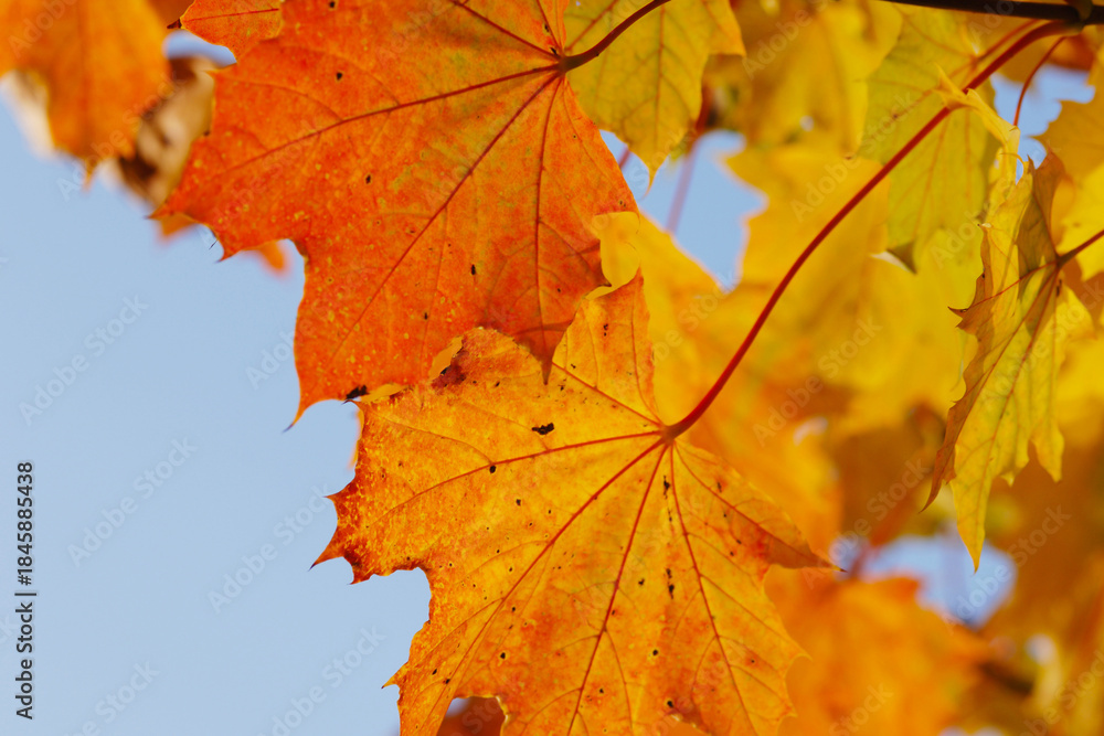 Fototapeta premium Ahorn, Spitz-Ahorn, Acer platanoides