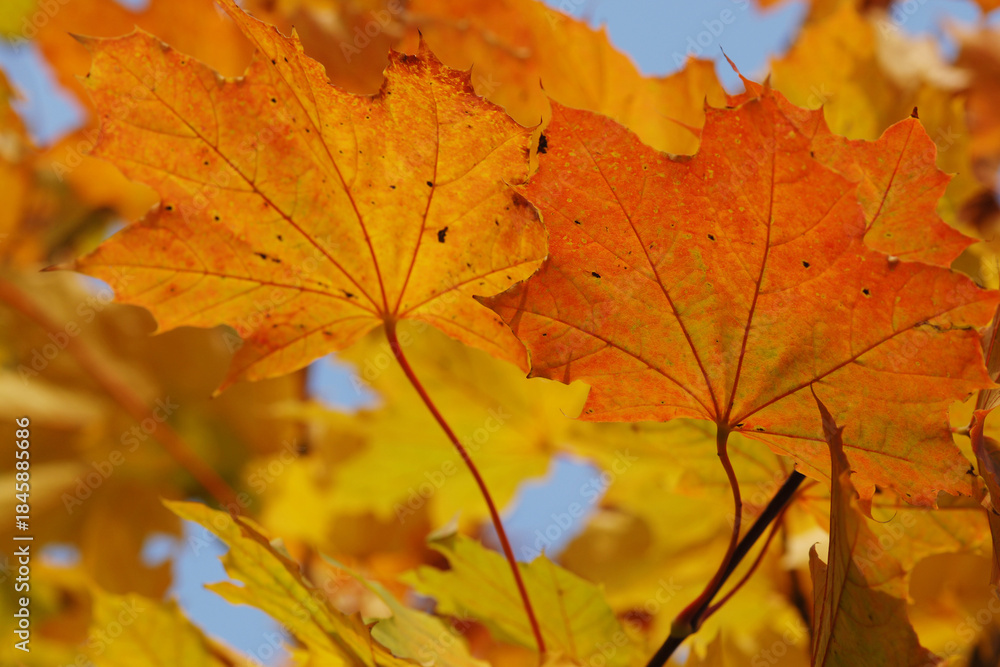 Fototapeta premium Ahorn, Spitz-Ahorn, Acer platanoides