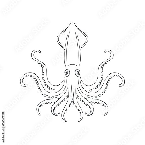 Squid Illustration - Nautical Ocean Life Drawing of Marine Animal