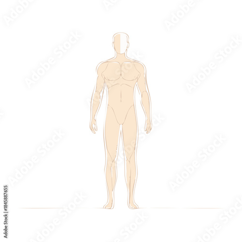 Human Body Silhouette Illustration Beige Tones Muscular Male Form Anatomy Outline
