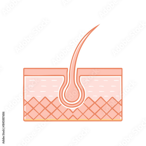 Hair follicle anatomy cross section. Skin layers detailed with follicle emerging from the dermal layers in a medical study diagram.