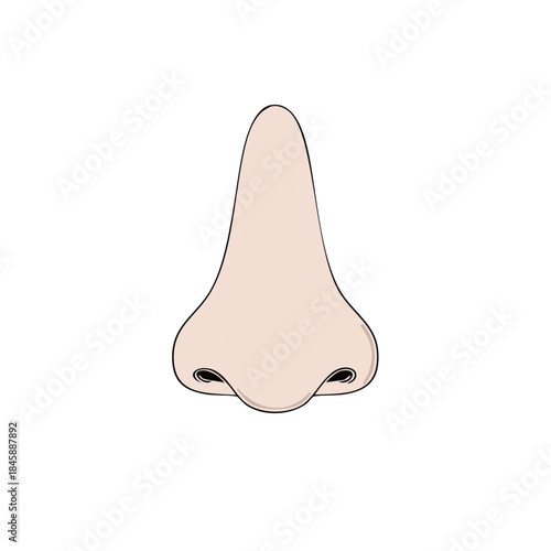 Realistic Human Nose Anatomy Illustration Detailed Front View Medical Diagram