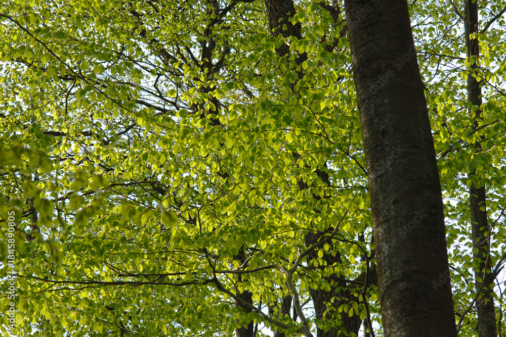 Fototapeta premium Buche, Gemeine Buche, Rot-Buche, Fagus sylvatica L.