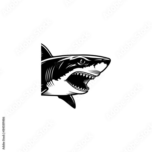 Engraving of a Shark.