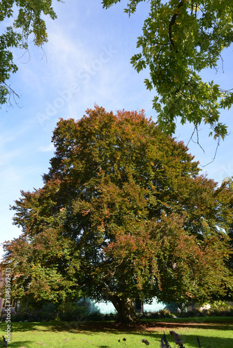 Blutbuche,  Fagus sylvatica f. purpurea,  Swat Magret