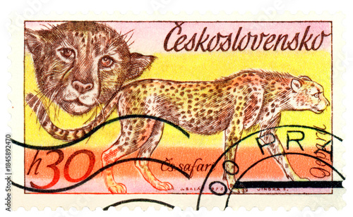 Vintage  postage stamp.  Cheetahs.