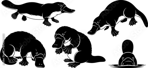 Platypus in various poses