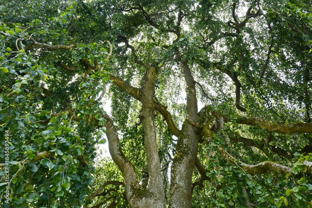 Fototapeta premium Buche, Trauerbuche, Hänge-Buche, Fagus sylvatica f. pendula