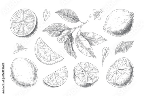 Hand-drawn lemon branch with fruit and leaves in vintage engraving style.