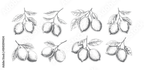 Hand-drawn lemon branch with fruit and leaves in vintage engraving style.