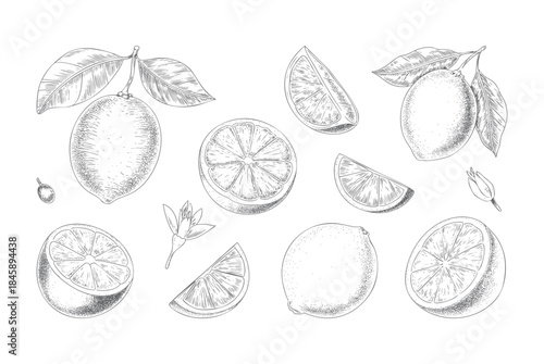 Hand-drawn lemon branch with fruit and leaves in vintage engraving style.