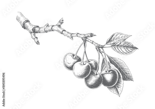 Vintage cherry fruit cluster on branch with leaves in botanical linework.