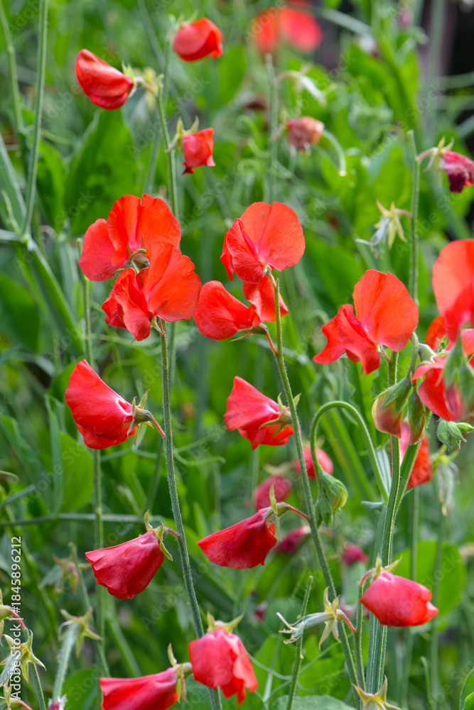 Fototapeta premium Duftende-Platterbse, Lathyrus odoratus