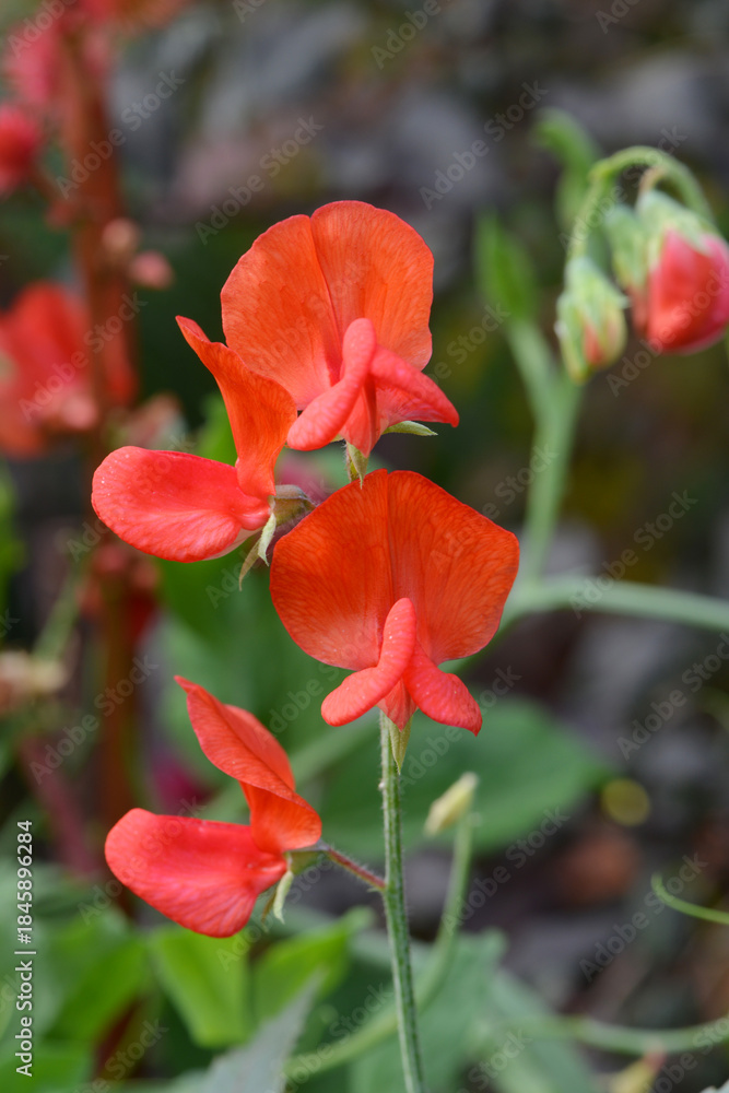 Fototapeta premium Duftende-Platterbse, Lathyrus odoratus