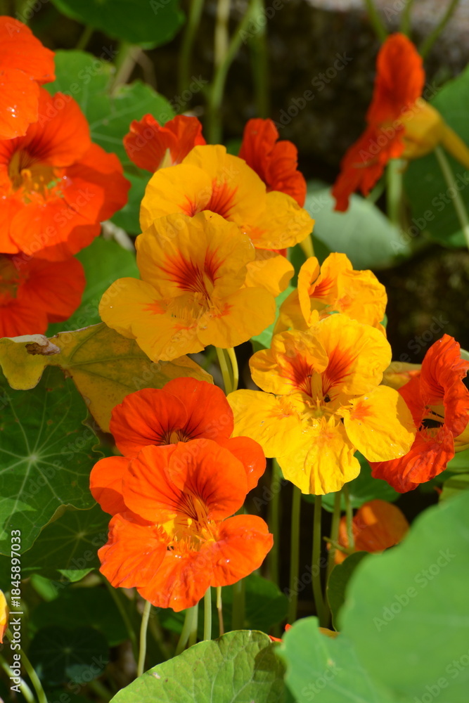 Obraz premium Kapuzinerkresse, Tropaeolum majus, Tropaeolum-Hybride
