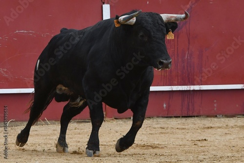 toro bravo español color negro