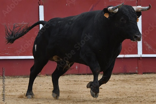 toro bravo español color negro