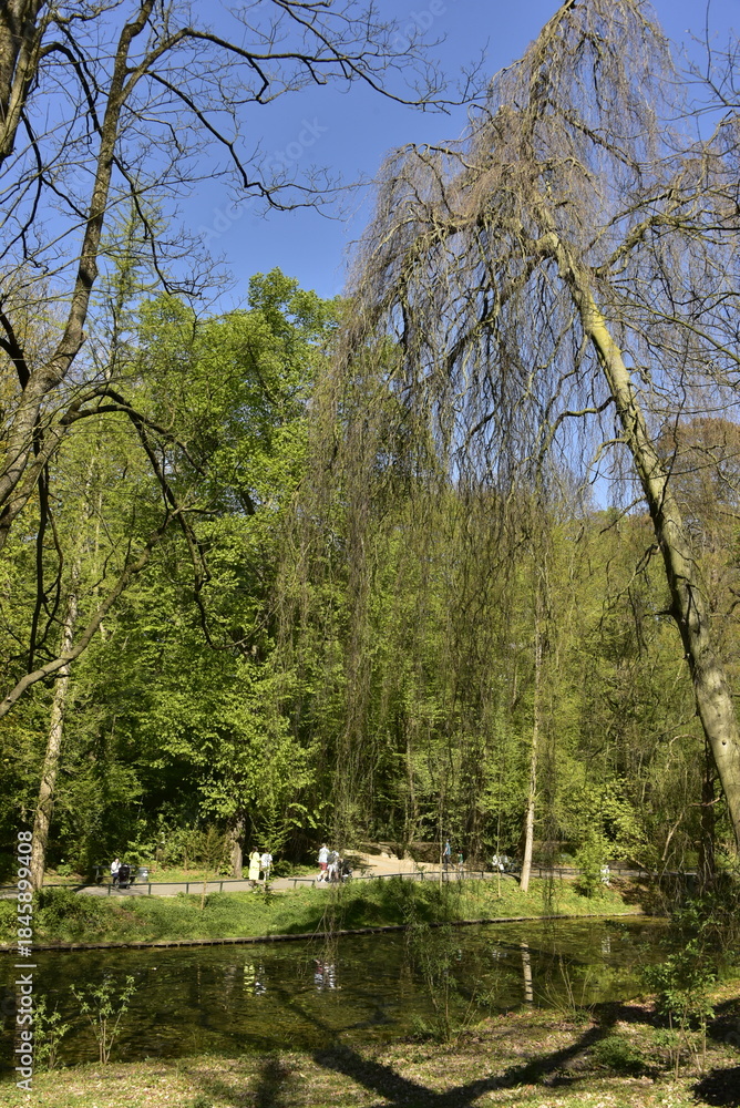 Fototapeta premium Feuillage des arbres le long des étangs au printemps au parc Josaphat à Schaerbeek (Bruxelles)