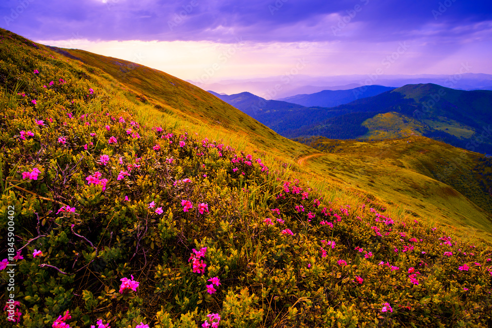 Obraz premium gorgeous blooming red pink rhododendrons flowers, spectacular morning dawn scene in mountains...exclusive - this image is sell only on Adobe stock
