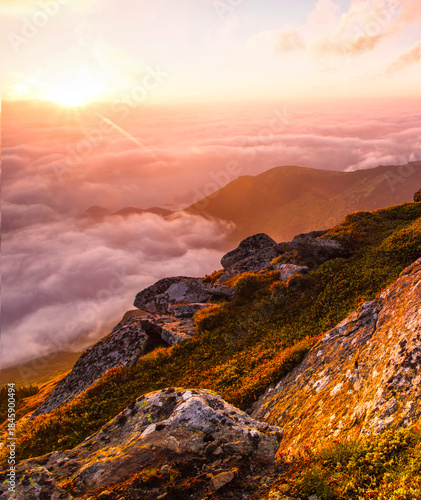 captivating blooming red pink rhododendrons flowers, spectacular morning dawn scene in mountains...exclusive - this image is sell only on Adobe stock