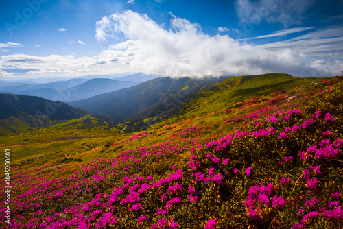 picturesque blooming red pink rhododendrons flowers, spectacular morning dawn scene in mountains...exclusive - this image is sell only on Adobe stock