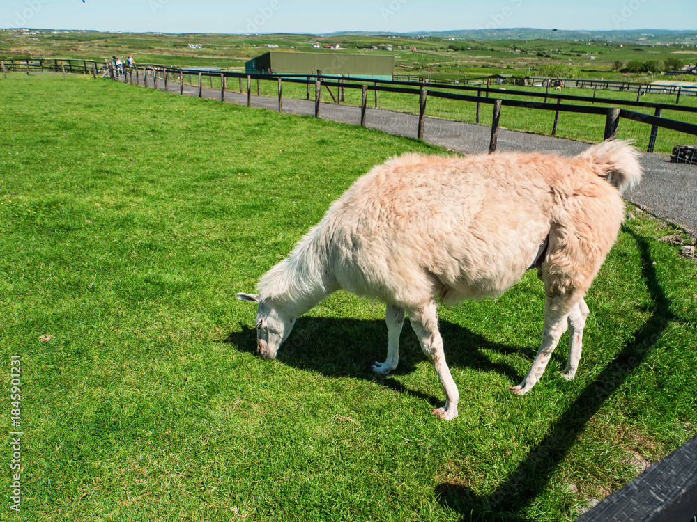 Fototapeta premium Cute white lama grazing grass in a open zoo farm on a warm sunny day. Popular tourist pet.