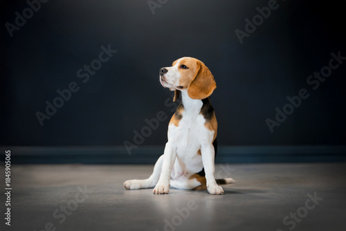 Beagle puppy photo portrait dark background