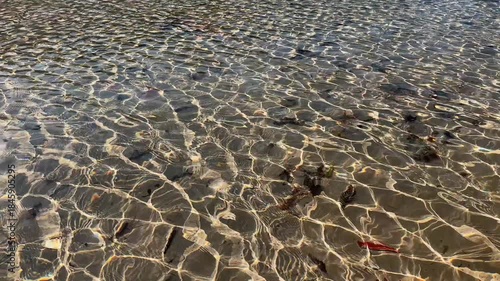 Crystal clear shallow water with sunlight creating mesmerizing ripple patterns on the sandy bottom, perfect for backgrounds, nature themes, or aquatic design inspiration.