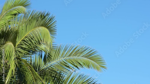 Vibrant green palm leaves gently shaking in the breeze under a bright blue sky, perfect for tropical, summer, vacation, or relaxation themed creative projects and backgrounds.