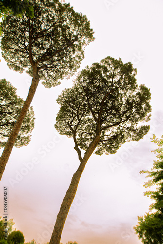 lonely tree in the morning Rome, Italy 