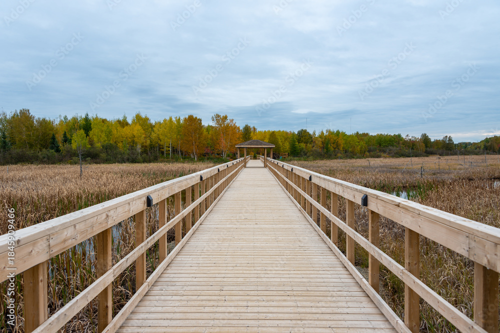 Fototapeta premium A long wooden boardwalk through a marshy landscape. There's colorful autumn foliage with orange, yellow, green, and red leaves. The wooden dock has handrails on both sides. The sky in the background i