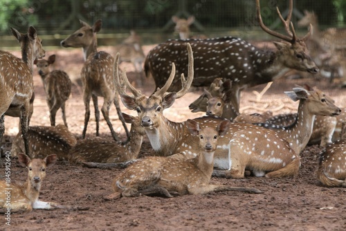 axis deer are resting on the ground during the day