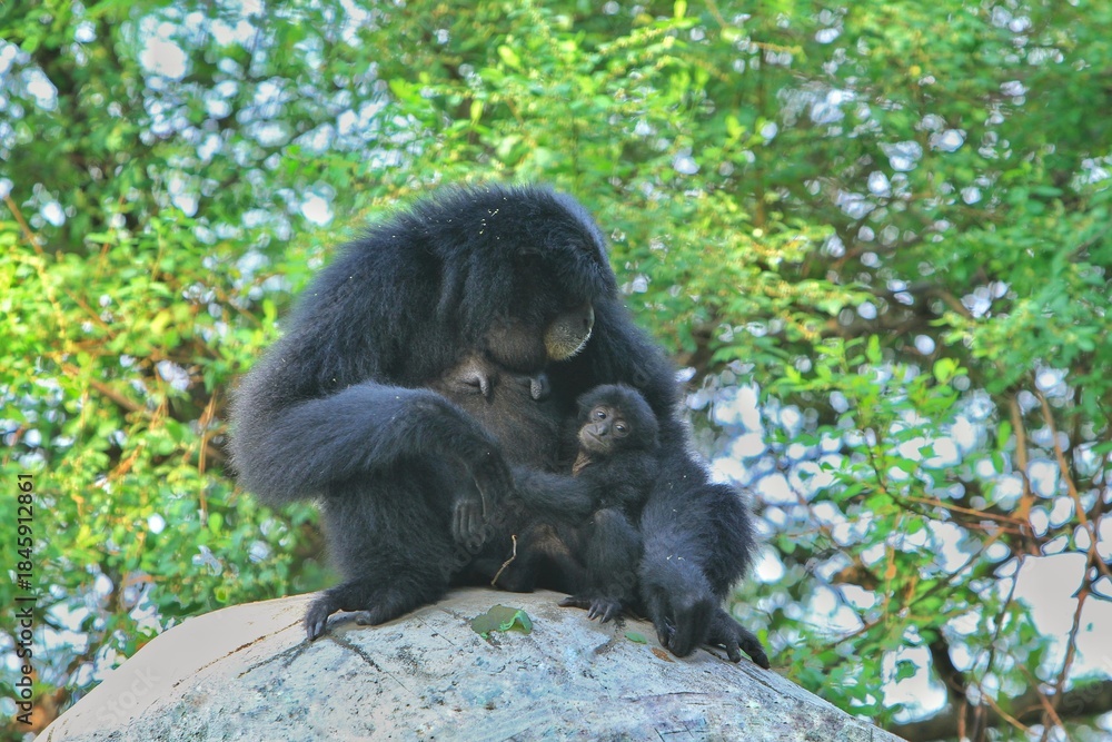 Fototapeta premium a mother siamang sits while caring for her child