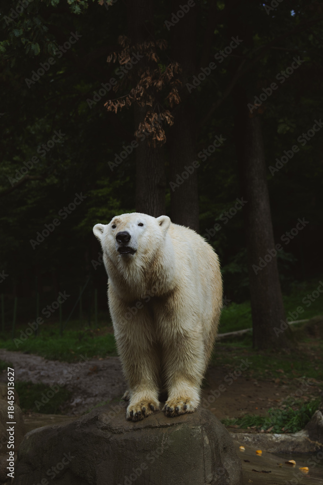Fototapeta premium Close-up of a polar bear standing on a rock, looking upward against a dark forest backdrop.