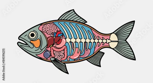 Detailed illustration of a fish with internal organs and skeleton visible, against a plain background.