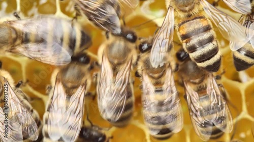 Summer activities of bees inside the hive.
Bees create wax honeycombs and convert nectar into honey.
