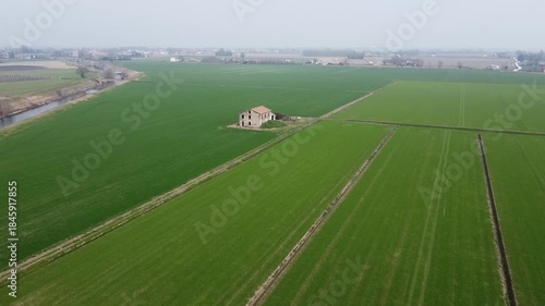 cereal crop field in the first growth phase, drone view