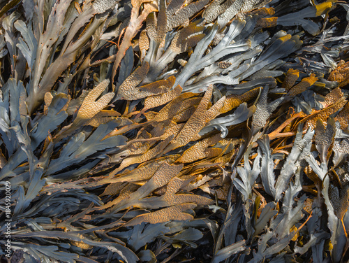 Seaweed washed up on land