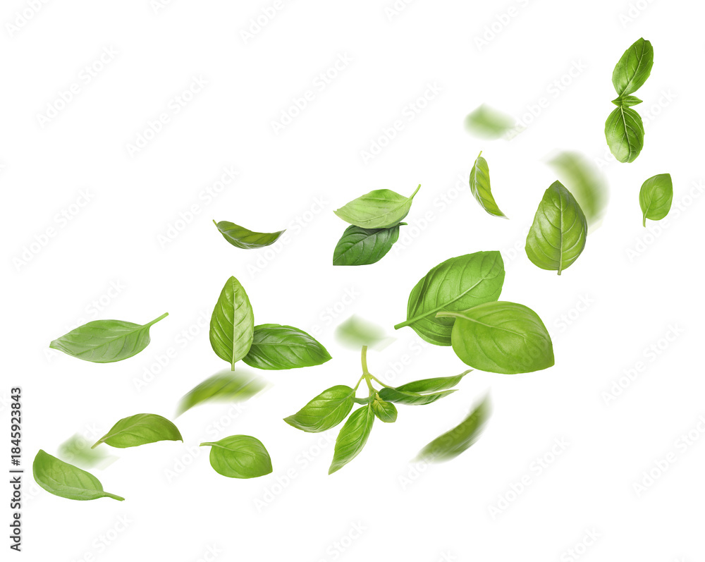 Fototapeta premium Green basil leaves flying in air on white background