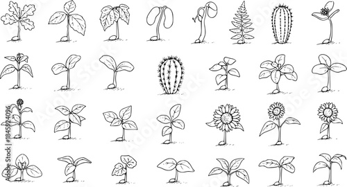 Black and White Line Art Illustration of Various Plant Sprouts and Cacti at Different Growth Stages, Suitable for Botany or Gardening Concepts
