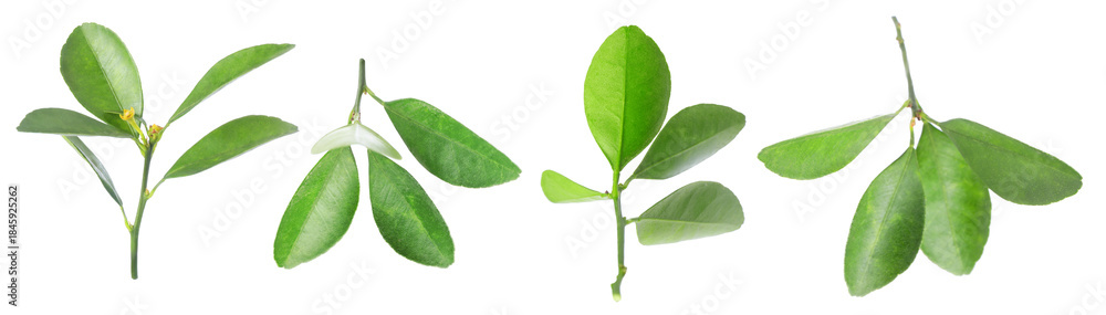 Fototapeta premium Citrus plant. Set of green leaves isolated on white