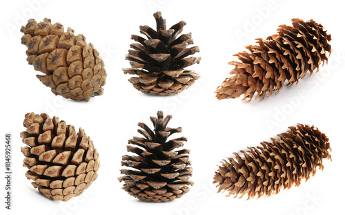 Canvastavla Set of pine cones isolated on white
