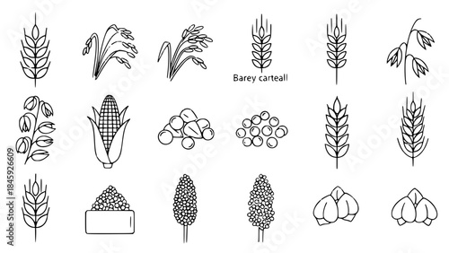 Cereal grain drawings display diversity in agriculture against white background outlining plant seeds for food production