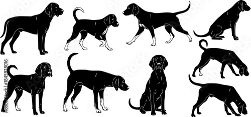 American foxhound dog silhouettes, American foxhound silhouette, American foxhound, American foxhound vector