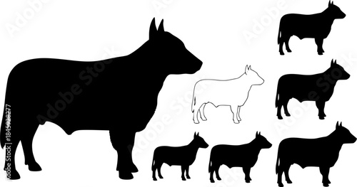  Aberdeen angus silhouettes, Aberdeen angus silhouette